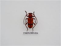 藏品(紅豔天牛)的圖片